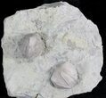 Blastoid (Pentremites) Fossils - Illinois #25430-1